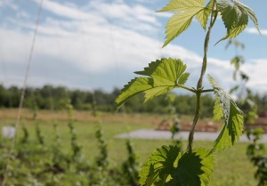 A hops bine climbing up string